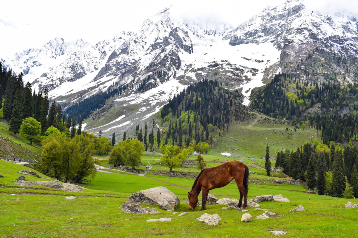 Seasonal landscape in India